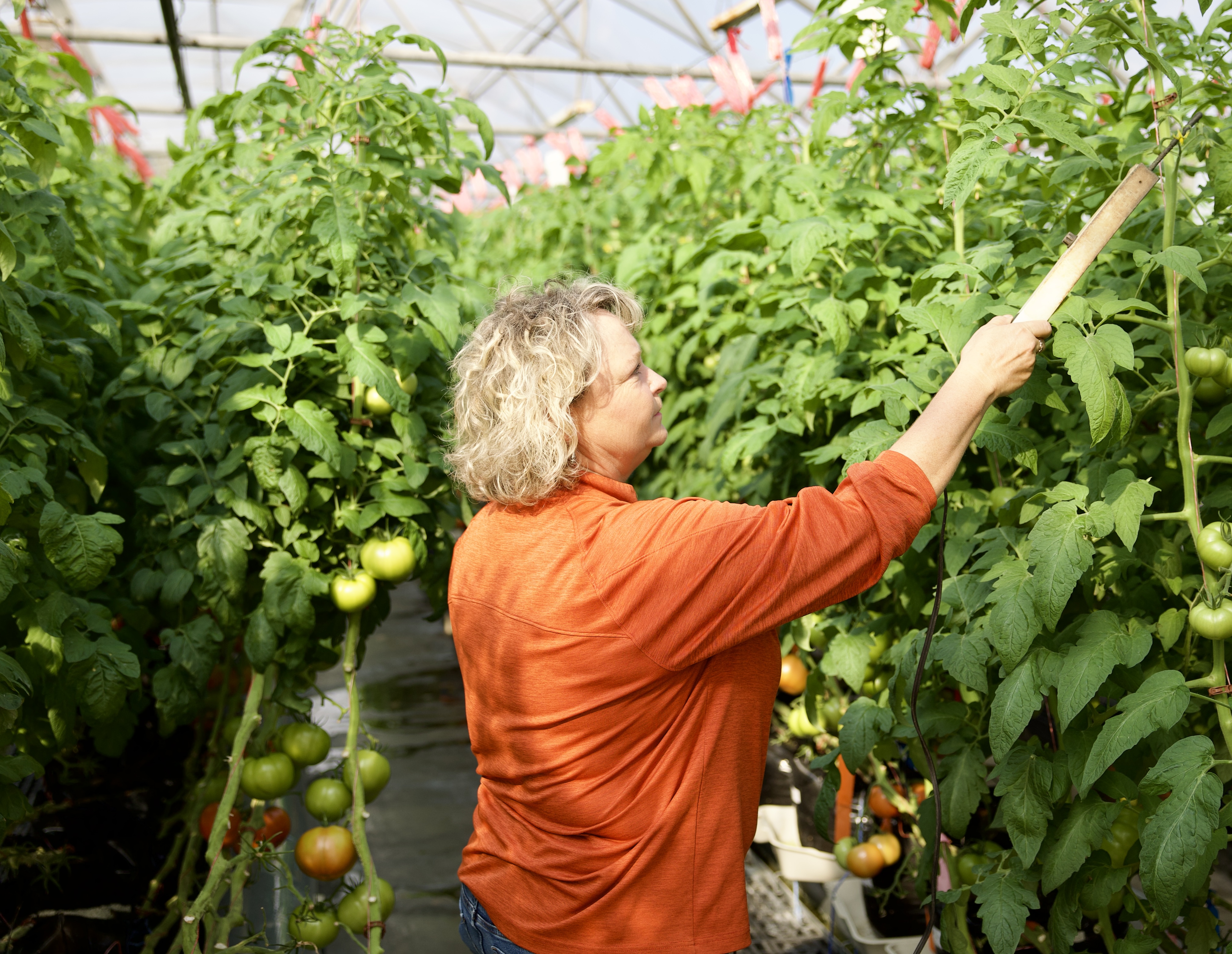 Greenhouse green thumb: 30 years of perfecting north Louisiana tomatoes 